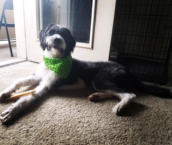 /Images/uploads/Humane Society of Utah/HSU2018/entries/4149thumb.jpg